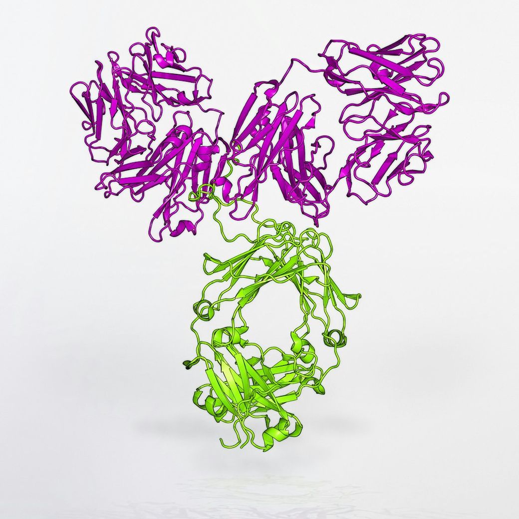 The image depicts a molecular structure, showcasing a three-dimensional representation of proteins with distinct color coding. The upper portion is marked in purple while the lower section is in green, highlighting the complexity of protein folding. — Credit: Photo by National Institute of Allergy and Infectious Diseases on Unsplash