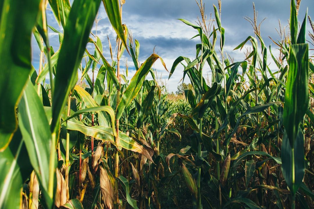 The image showcases a vibrant cornfield, with tall green corn stalks reaching towards the sky. The scene is set against a backdrop of dramatic clouds, suggesting a possibly changing weather condition.