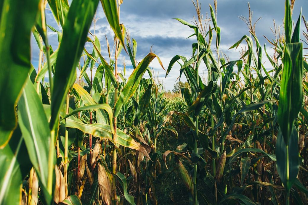 The image showcases a vibrant cornfield, with tall green corn stalks reaching towards the sky. The scene is set against a backdrop of dramatic clouds, suggesting a possibly changing weather condition. — Credit: Photo by Jesse Gardner on Unsplash