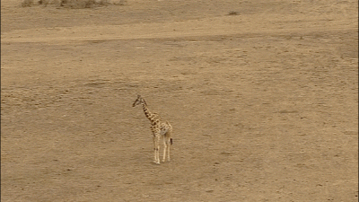 Giraffe Naretunoi Community Conservancy