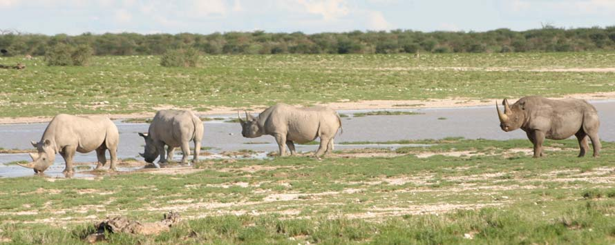 Kuzikus Wildlife Reserve
