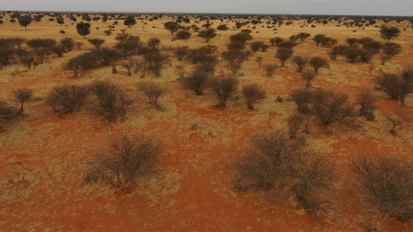 The Skydio 2 flying over brush in the Kalahari searching for Rhinos