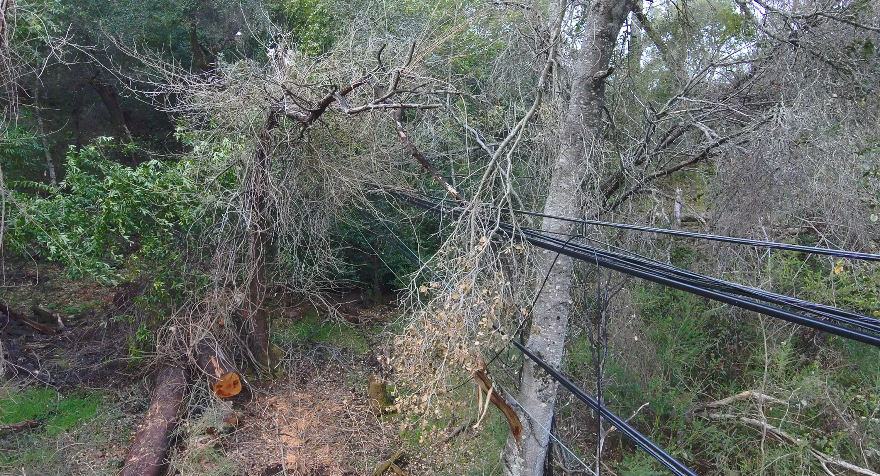 image depicting vegetation management 