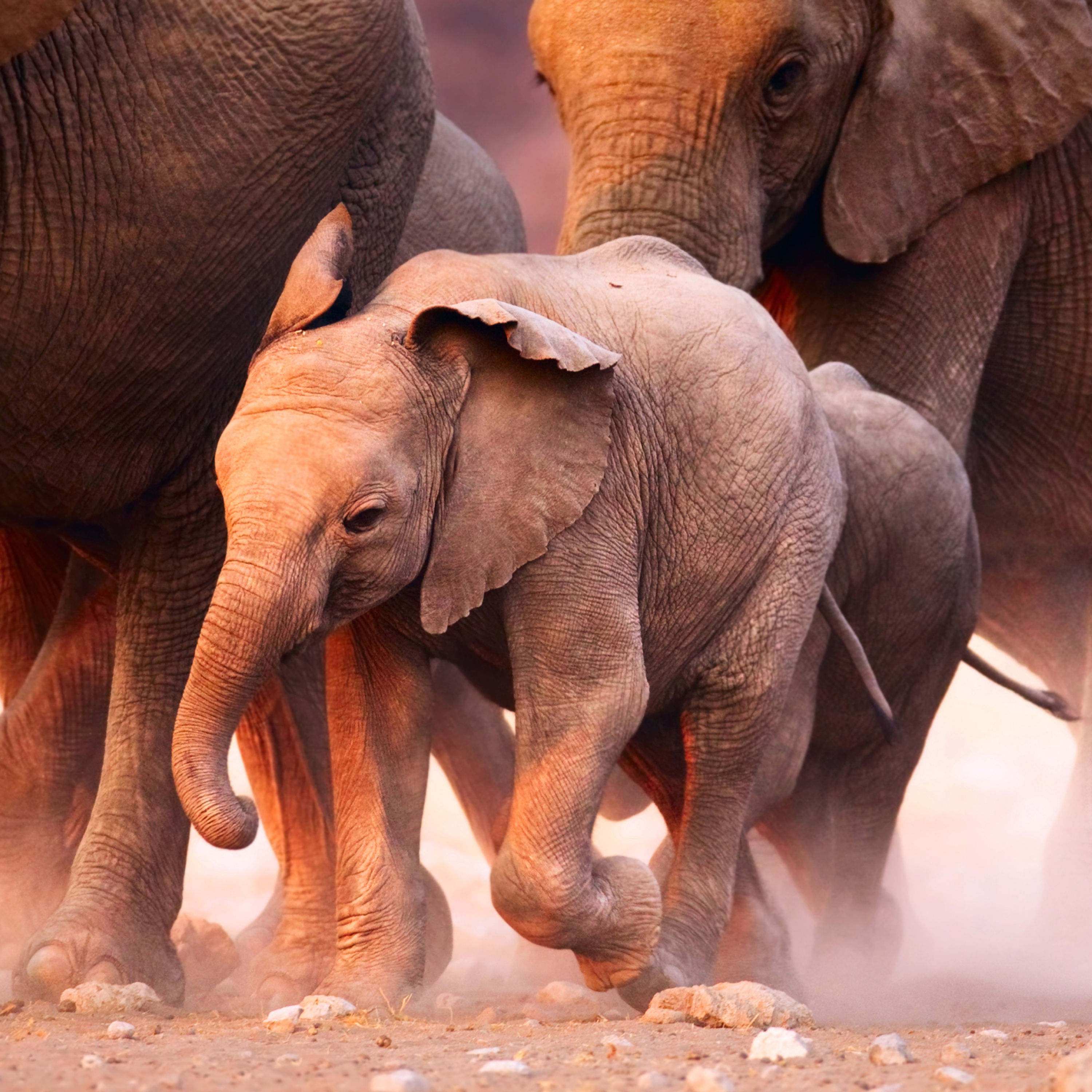 baby elephant in front of other elephants