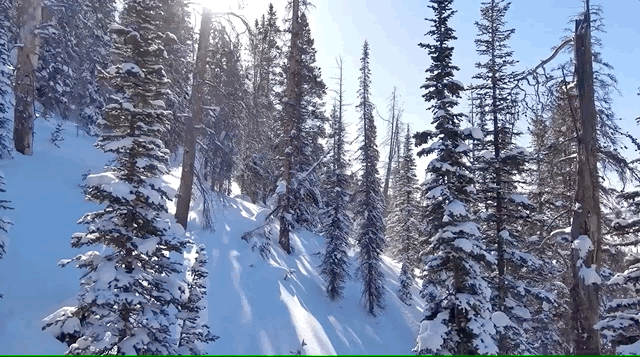 Use the Skydio Beacon for GPS tracking of your drone to autonomously avoid obstacles like trees