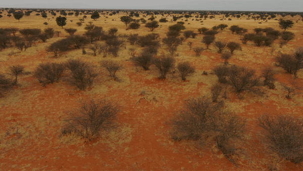 The Skydio 2 flying over brush in the Kalahari searching for Rhinos