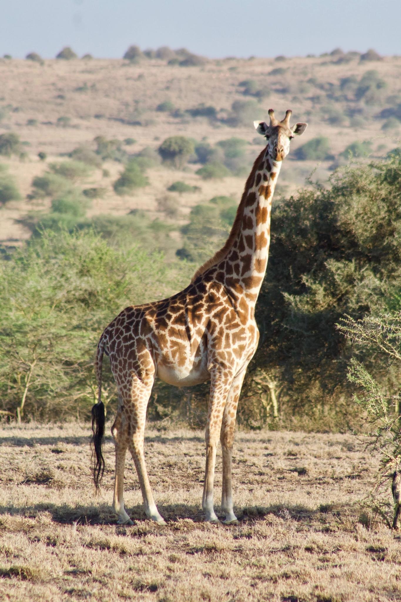 Giraffe Naretunoi Community Conservancy