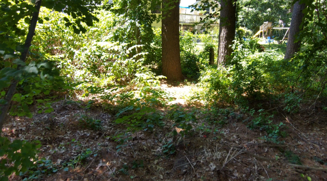 vegetation obstacles getting to the house