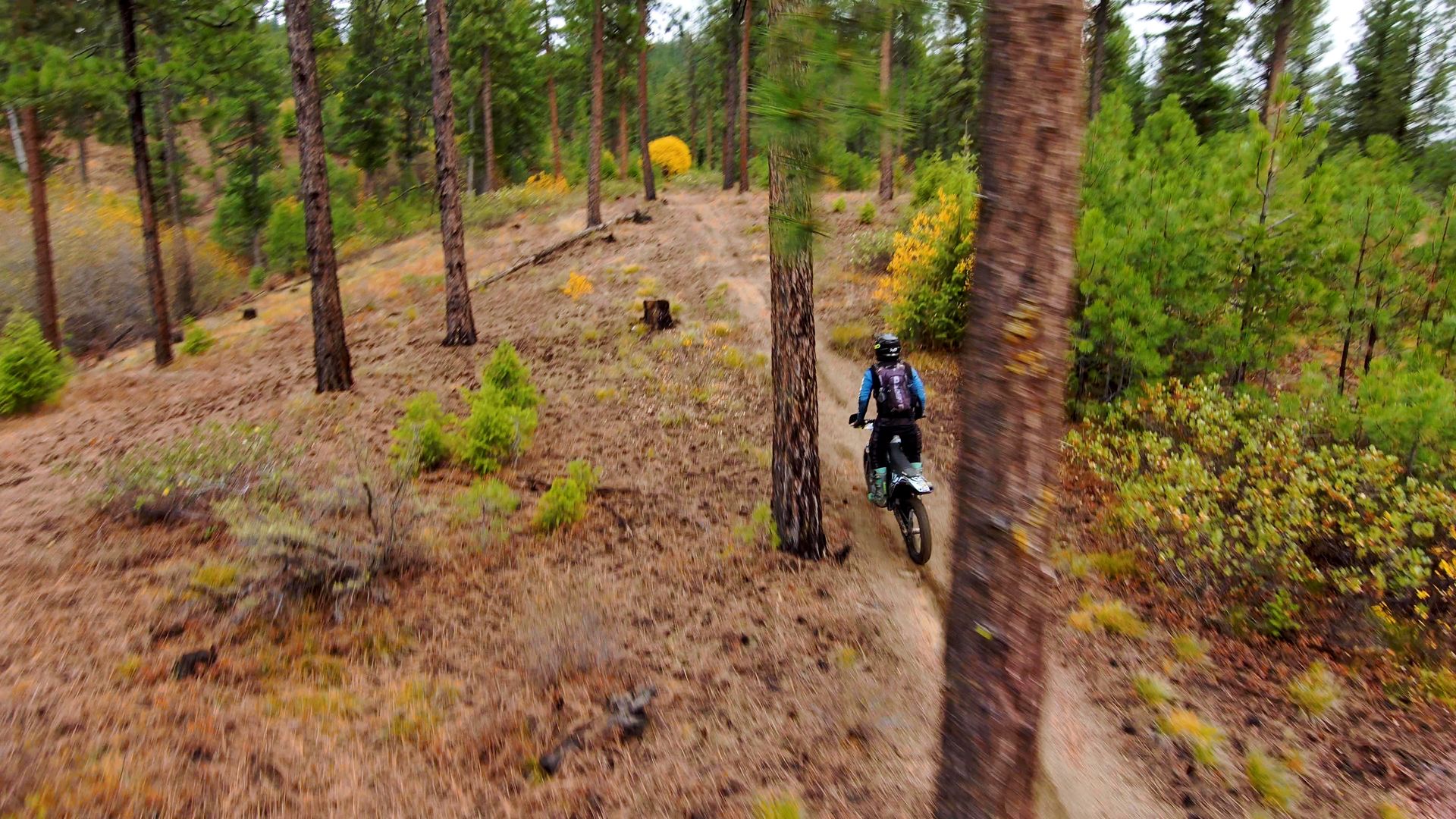 Skydio filming in trees