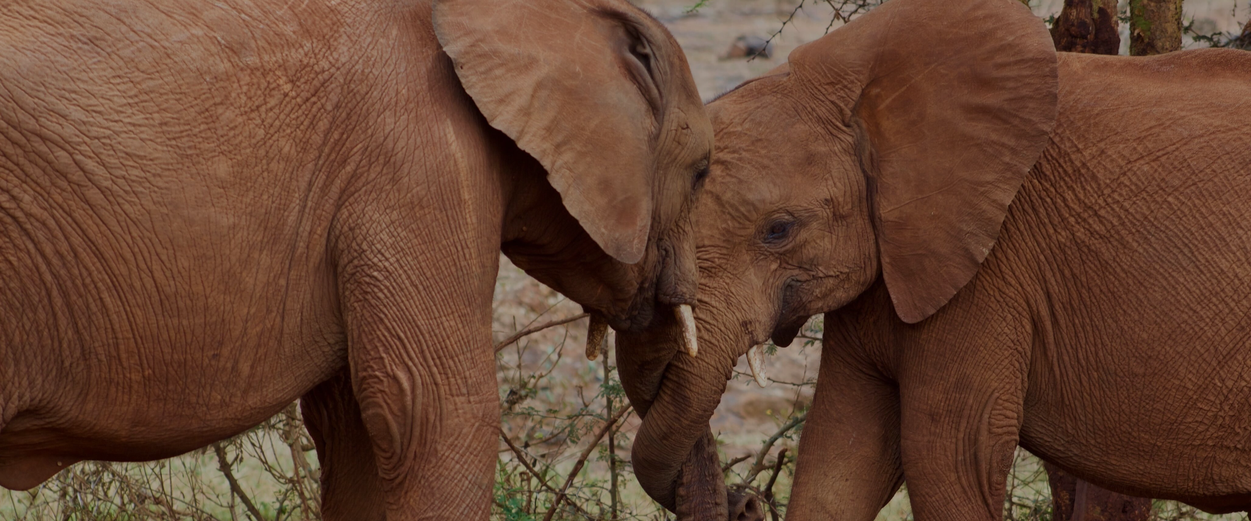 Skydio Wildlife preservation