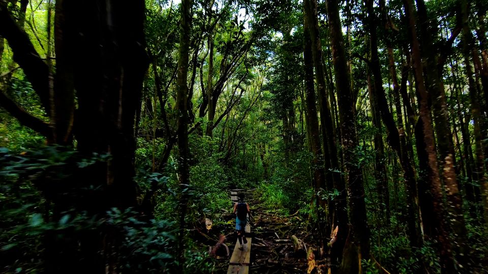 Nelson Bustamante forest running Skydio 2