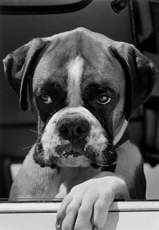 A close-up portrait of a melancholy boxer dog resting its paw on the edge of a car door