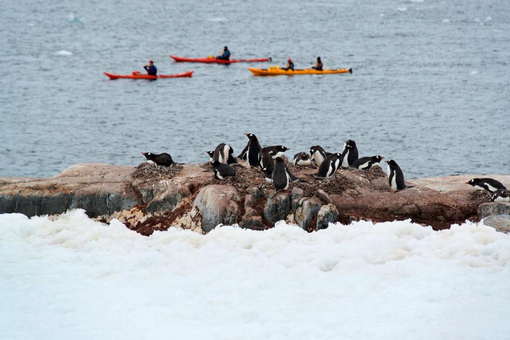 Penguins on a rocky islet with kayakers on the water behind them