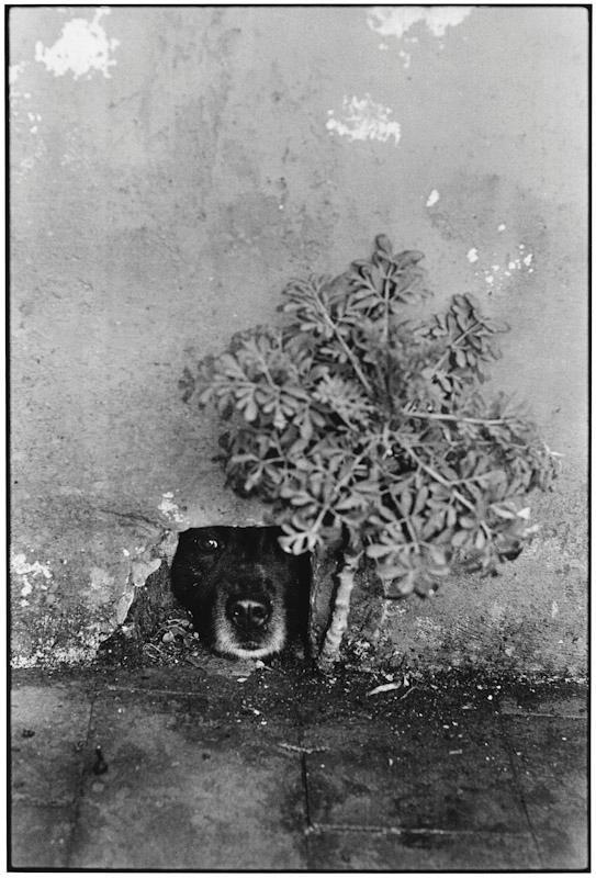 A dog's muzzle peeking through a hole in a peeling wall beside a green plant
