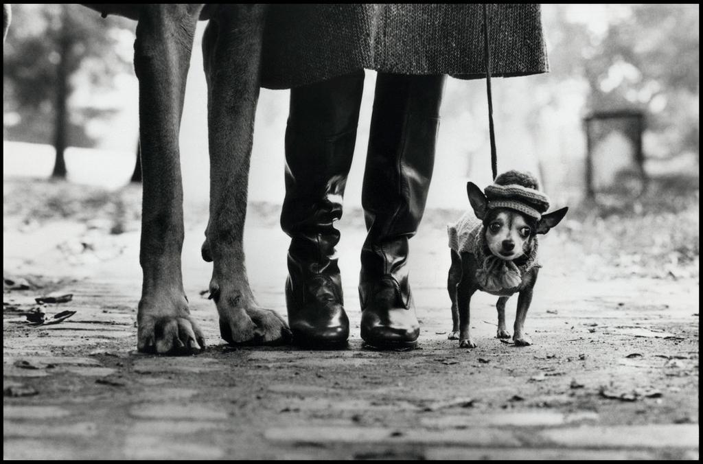 A tiny chihuahua in a hat and sweater beside the legs of a large dog and its owner in boots