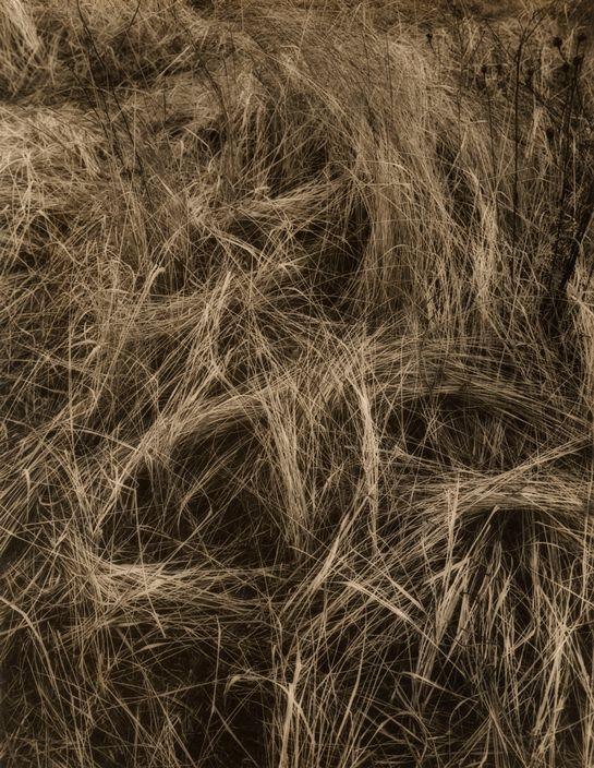 A close-up of intertwining dry grasses in monochrome sepia
