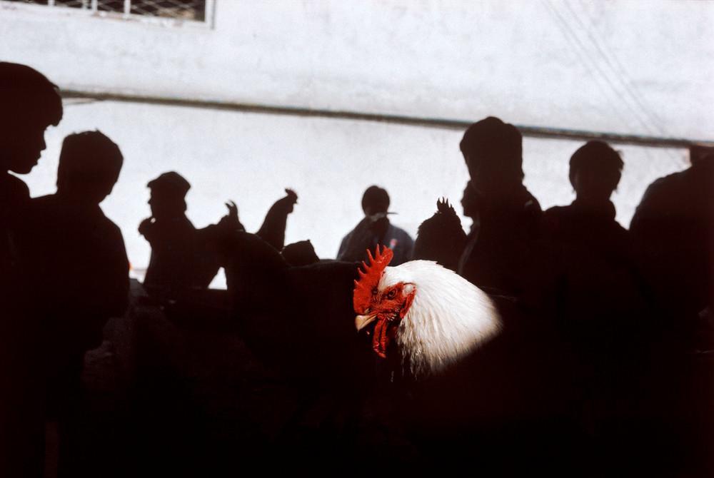 A white rooster among the dark silhouettes of people against a white wall