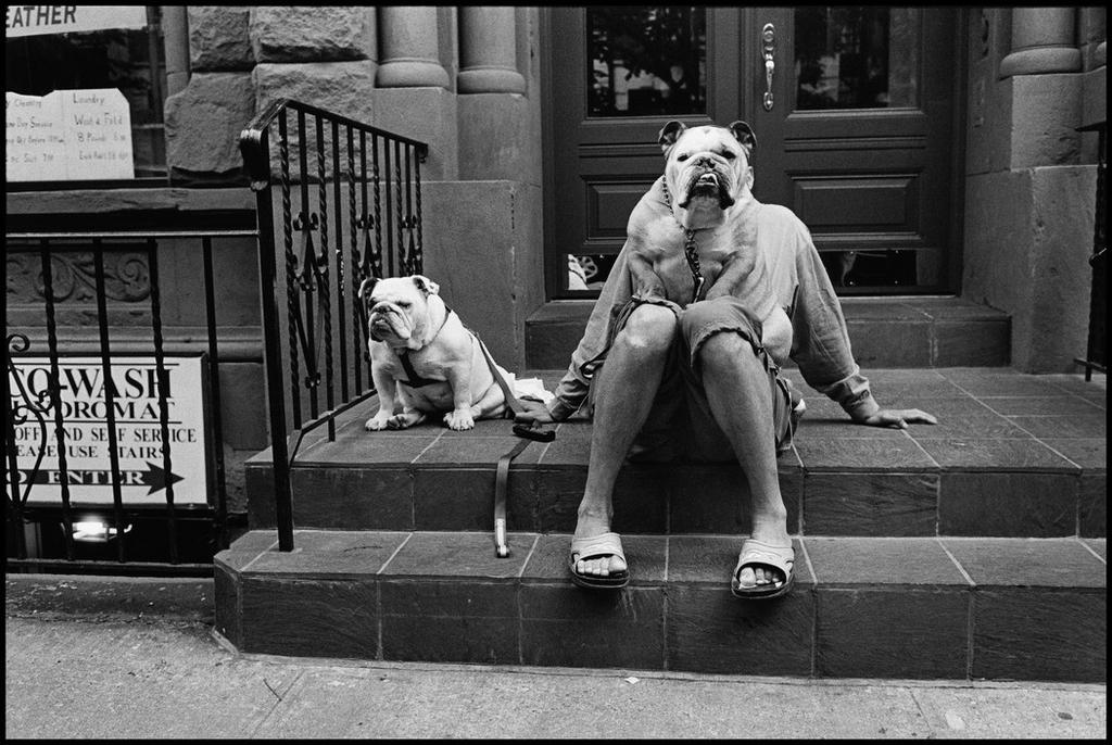 Two English bulldogs on a porch, one of them dressed in human clothing and sandals
