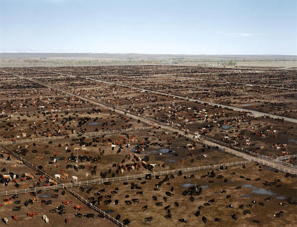 A large feedlot from above: countless pens holding thousands of head of cattle