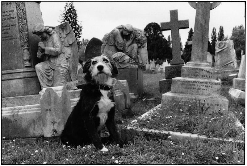 A black-and-white dog sits among gravestones and angel sculptures in an old cemetery