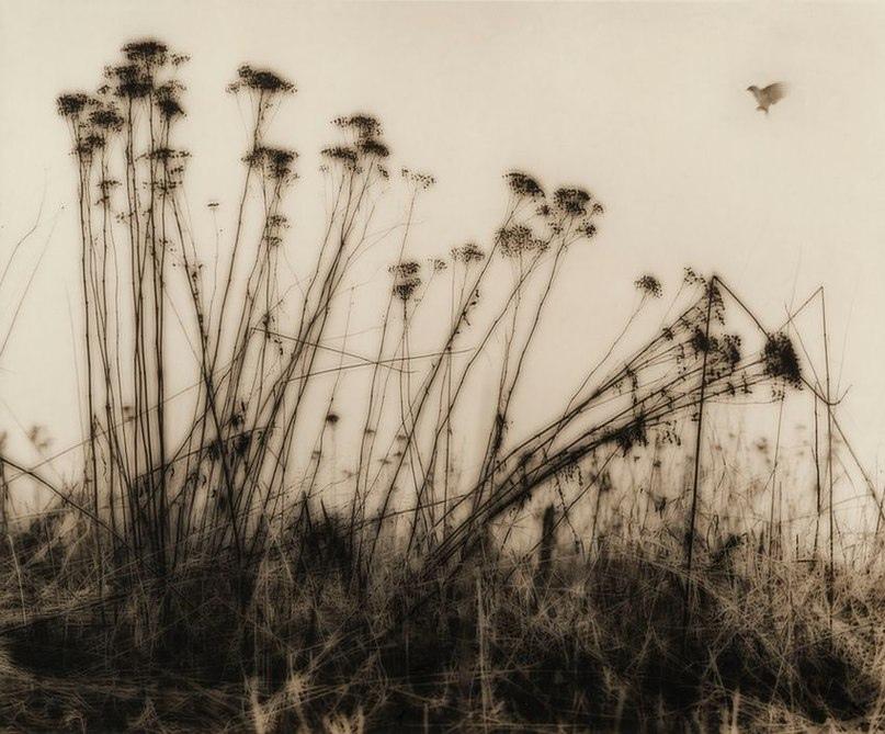 A sepia photograph of dry umbelliferous plants against a pale sky with a bird in flight