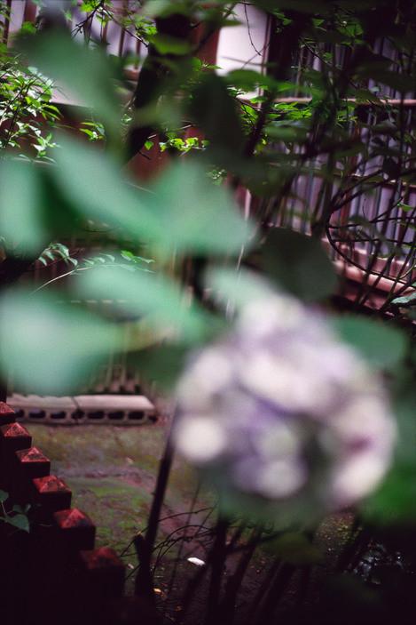 Blurred green foliage and a hydrangea in the foreground, a courtyard beyond