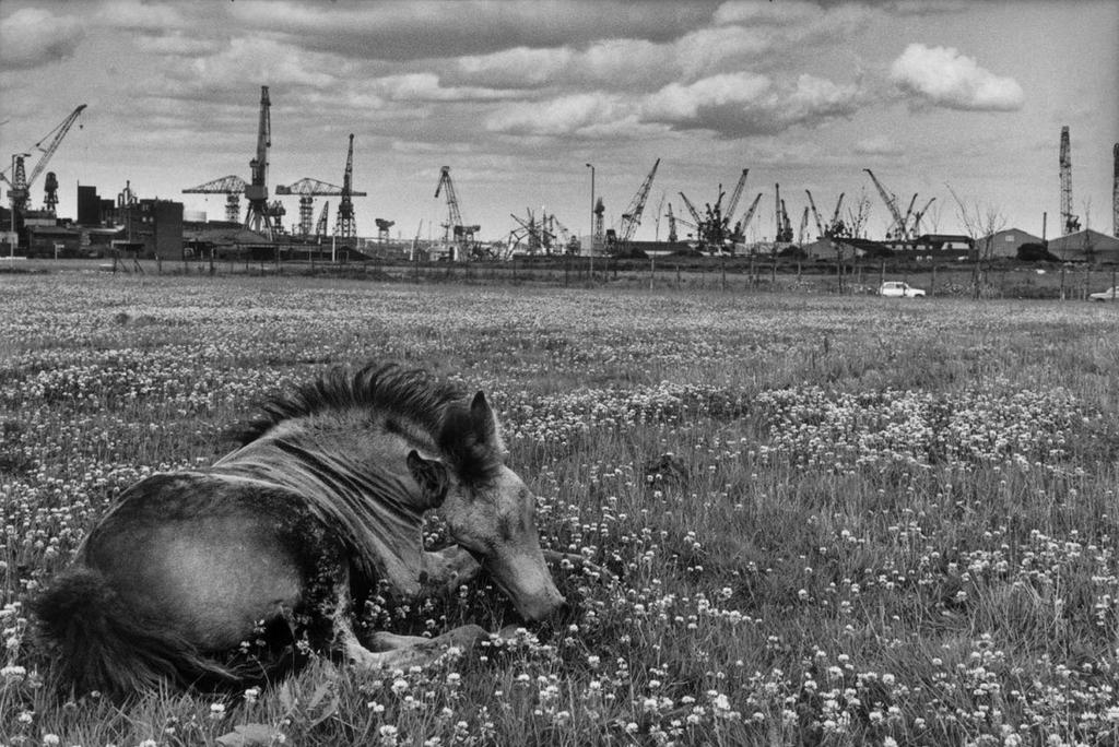 A horse lies in a field of flowers against a backdrop of port cranes and factories