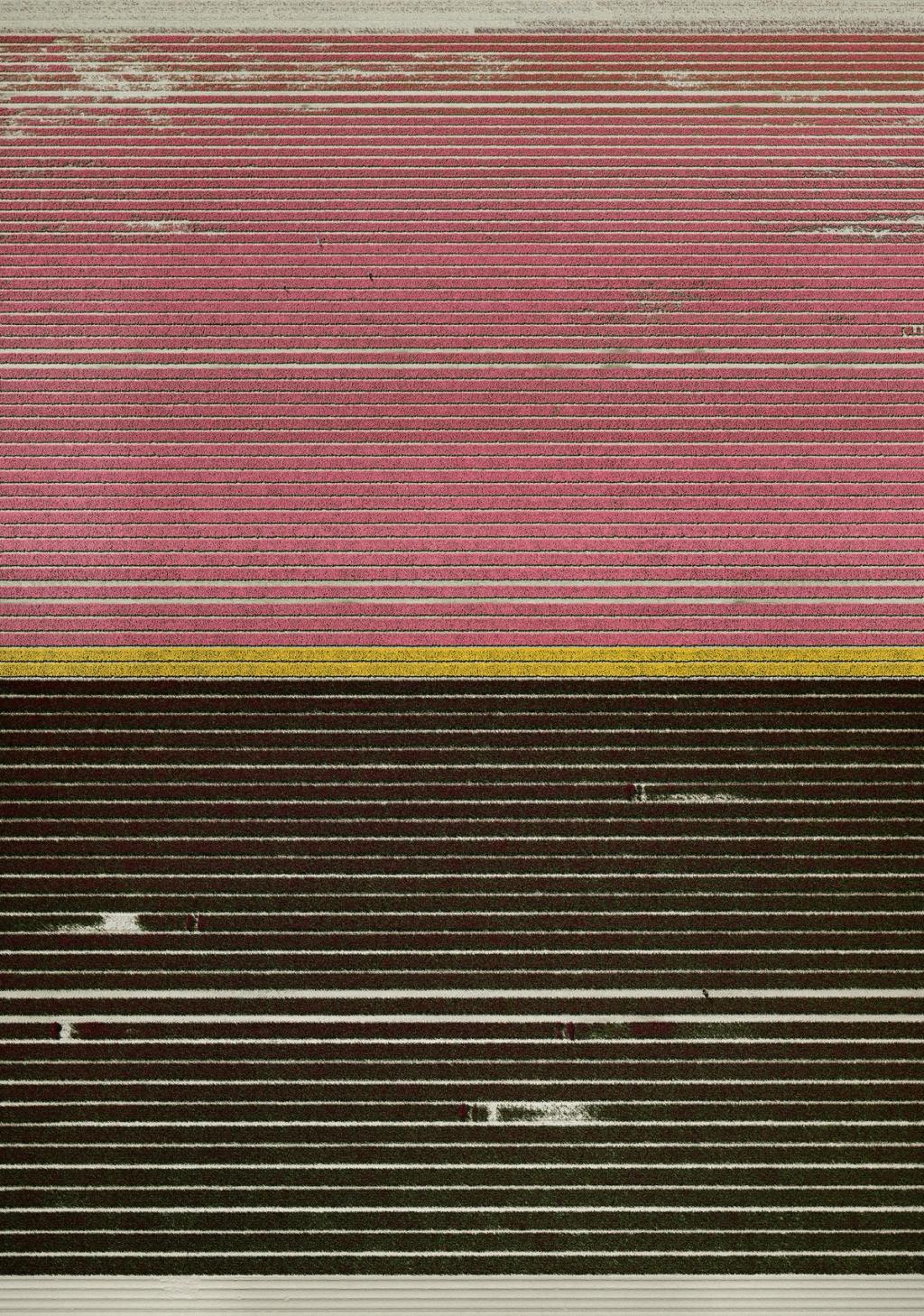 Tulip fields from above: neat strips of pink and dark blooms divided by a yellow path