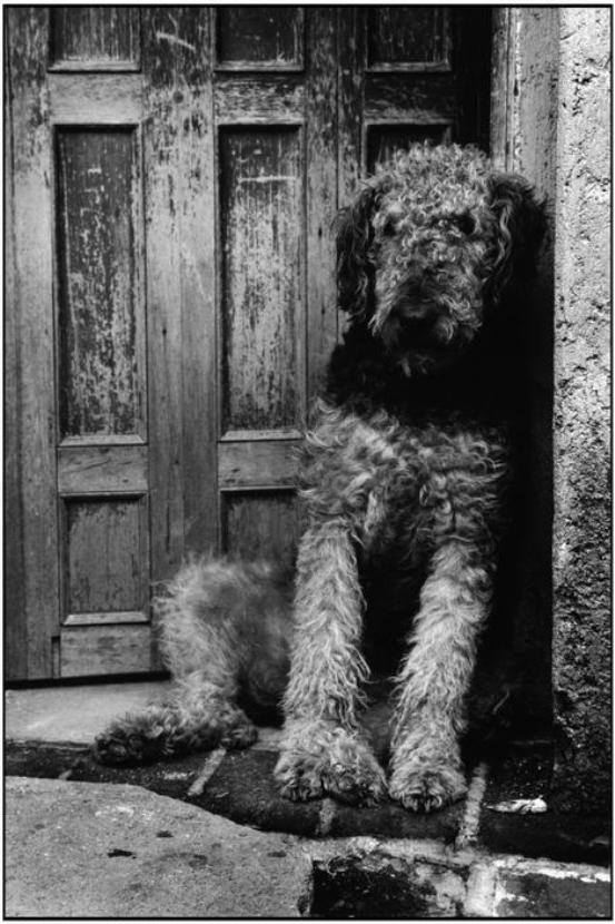 A shaggy dog sits on the doorstep of a worn wooden door
