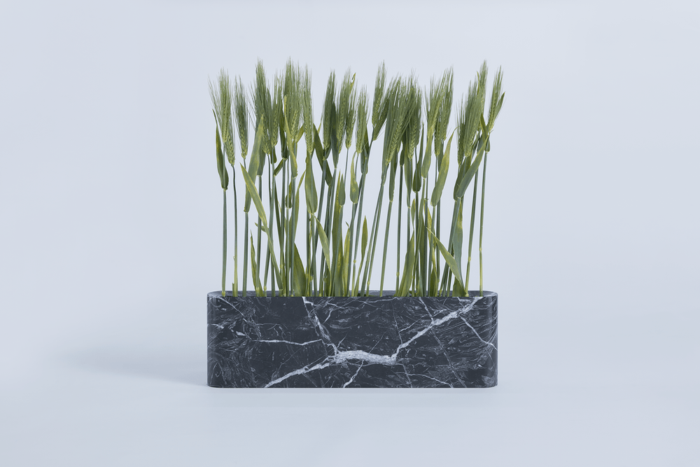Stalks of green grain in a rectangular black marble vase