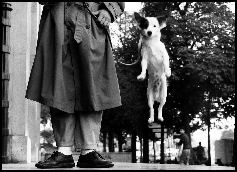 A small dog leaping into the air on a leash beside its owner's legs in a raincoat