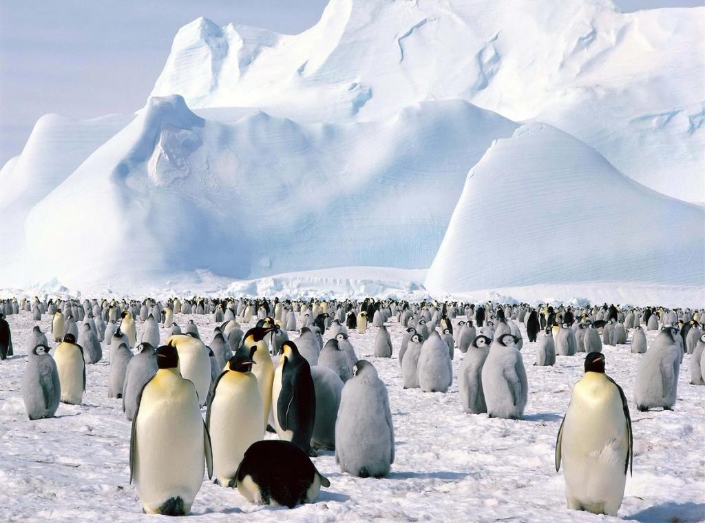 A colony of emperor penguins with chicks at the foot of an iceberg