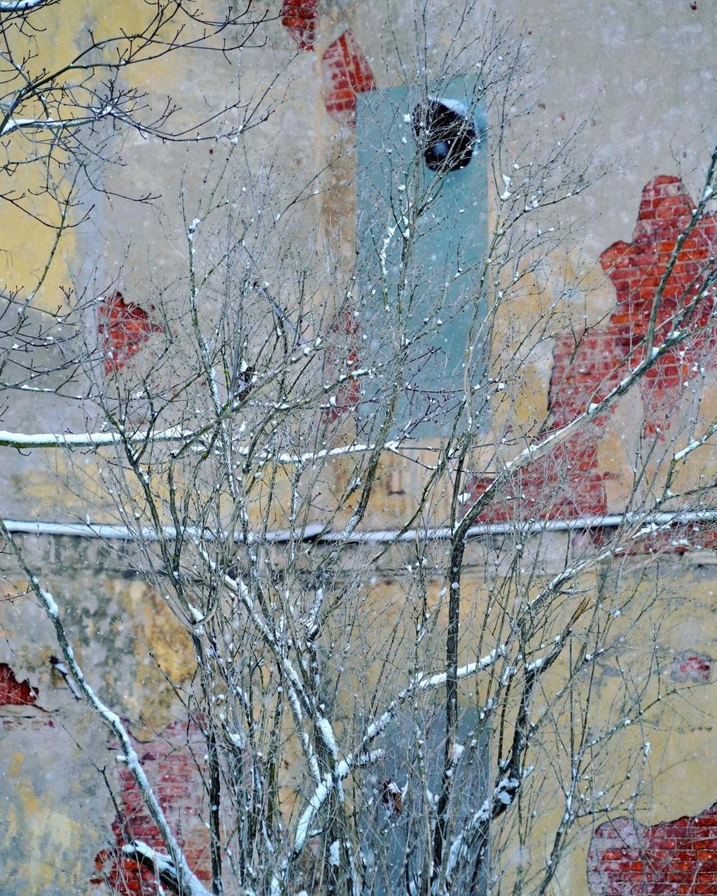 Bare snow-covered tree branches against a peeling brick wall marked with patches of paint