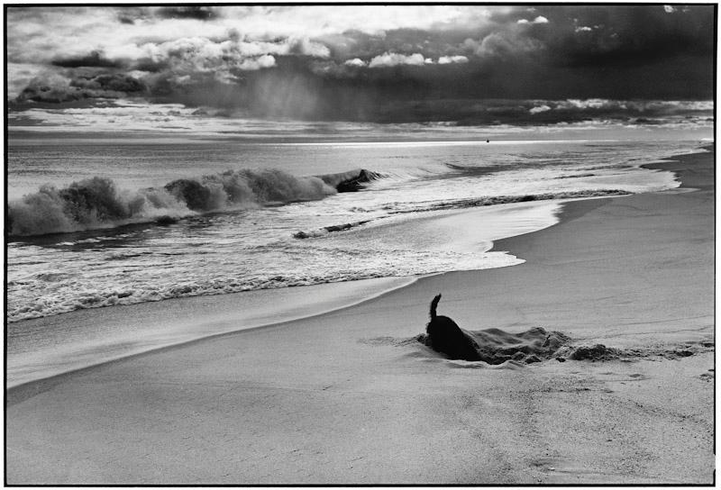A dog burrows into the sand on a deserted beach beneath storm clouds, waves crashing nearby