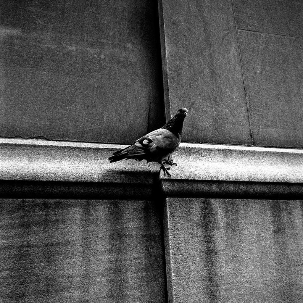 Black-and-white photograph: a pigeon perched on a stone ledge beside the façade of a building