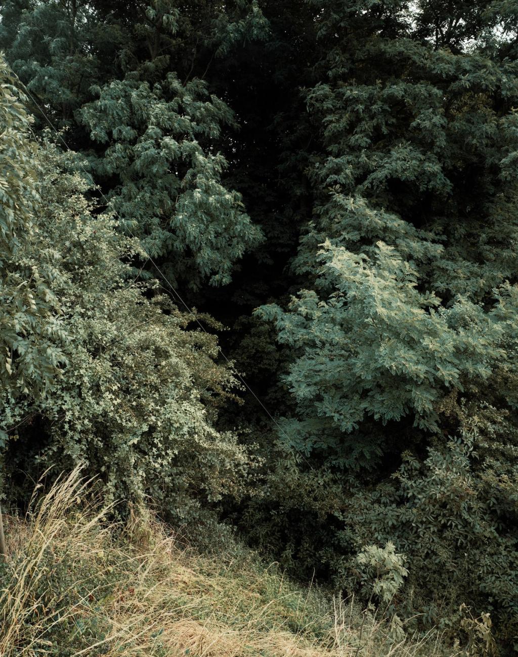 Dense dark-green growth of trees and shrubs above a strip of dry grass