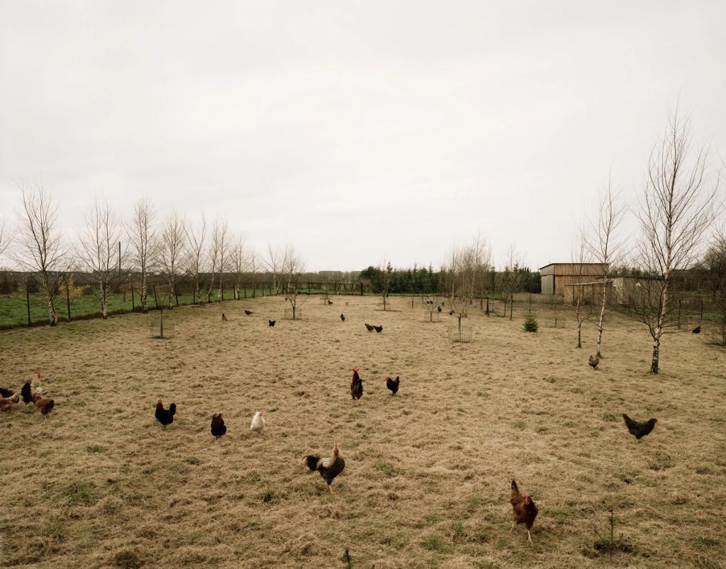 Chickens in a fenced run with withered grass and bare trees on an overcast day
