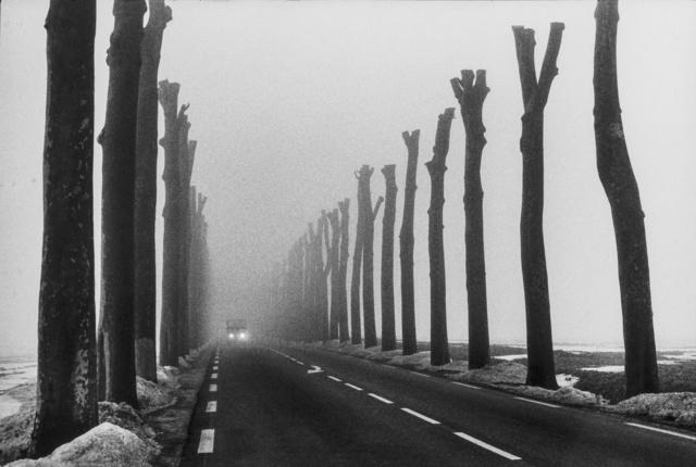 A straight road in the mist between two rows of bare pollarded trees, with the headlights of a car in the distance