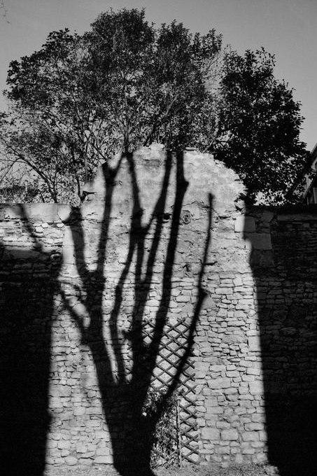 The shadow of a tree cast on an old stone wall on a sunny day