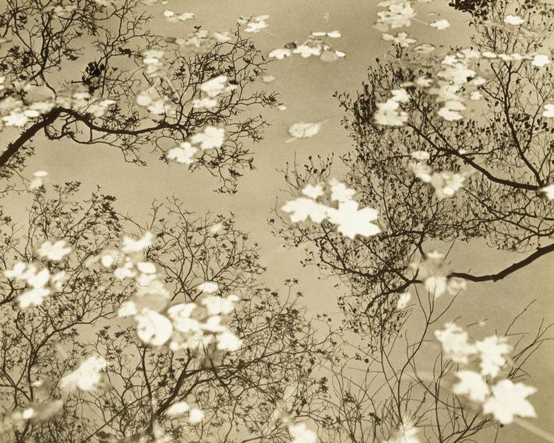 Flowering tree branches reflected in water, rendered in warm sepia tones