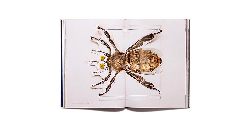 On Flowers by Amy Merrick