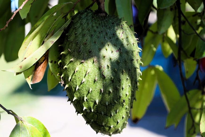 fruit