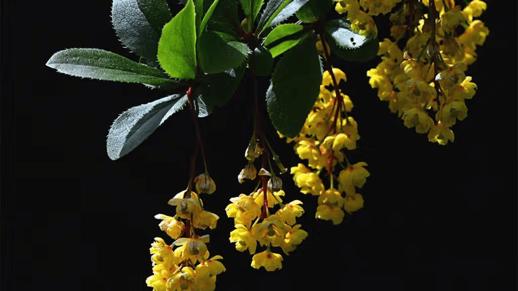 Featured image for: Berberine vs Other Fat Burners: Which Is More Effective?