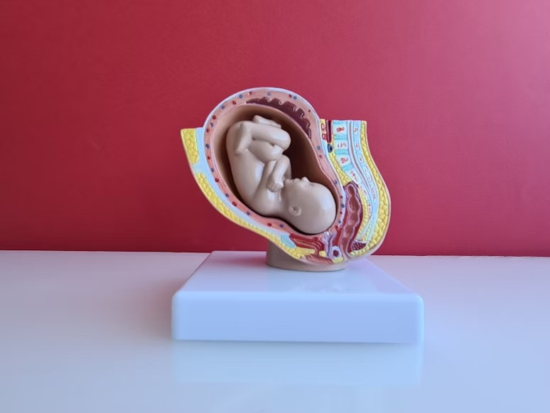 Baby in the womb