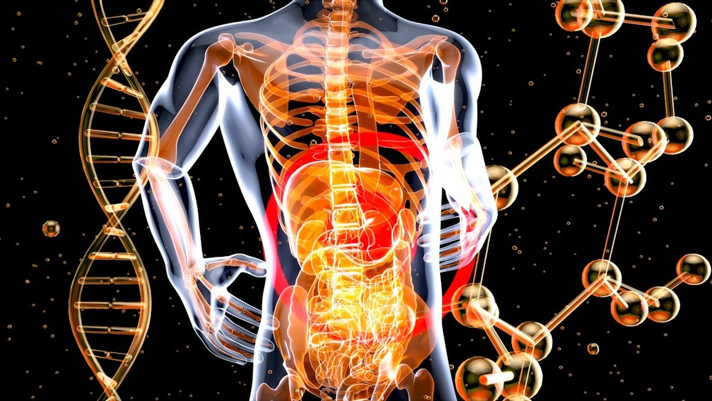 body-system