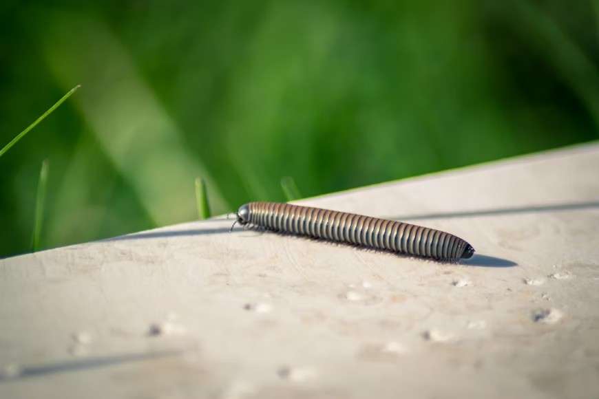 Featured image for: Centipedes 101: Traits, Habitats & Fascinating Facts