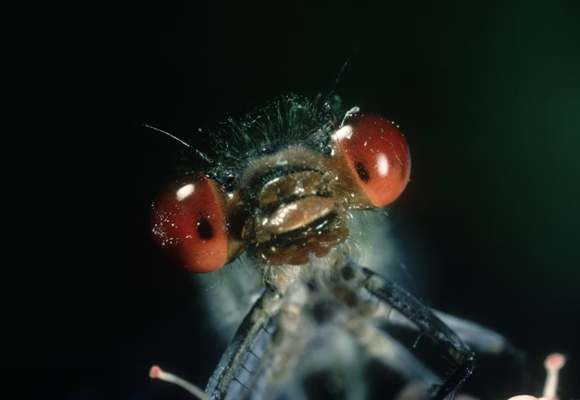 species-having-eye-clusters