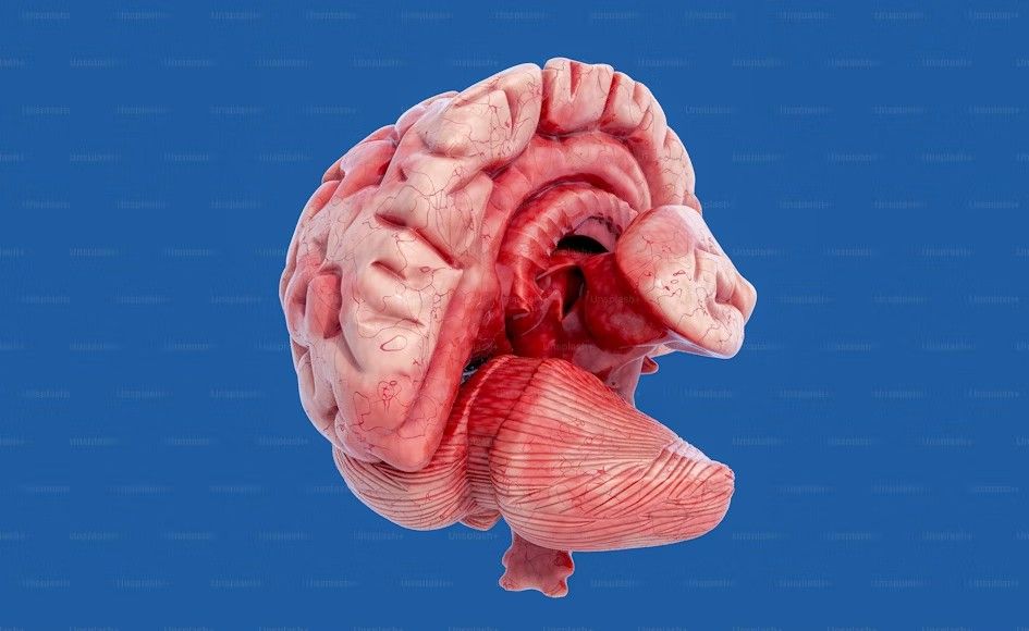 Featured image for: Encephalopathy: Complete Overview of Causes, Signs, and Treatments