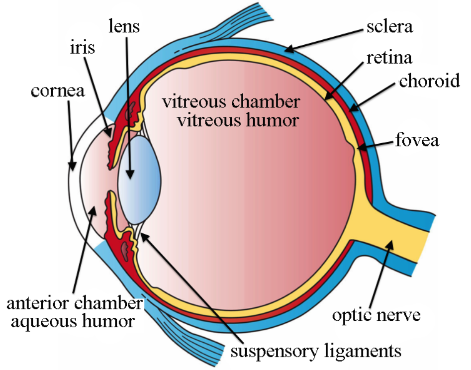 eye-anatomy