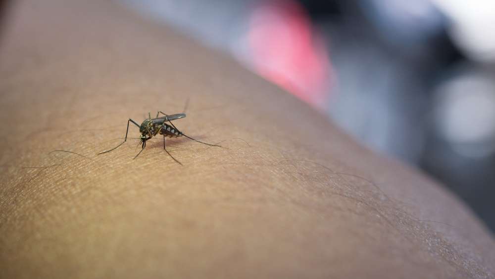 Featured image for: Managing Malaria at Home Safely Before Seeing a Doctor